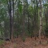 Vila la gri Padurea CERNICA, proiect deosebit, teren 1000 mp